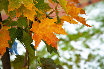 Beautiful branch with orange and yellow leaves in late fall or early winter under the snow.
