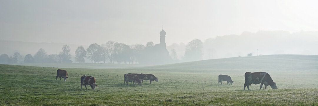 K&uuml;he an einem nebligen Herbstmorgen