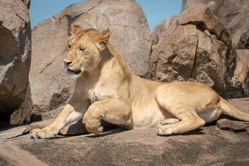 Close-up of lioness lying down on rocks