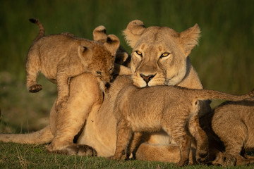 Close-up of lioness mobbed by three cubs