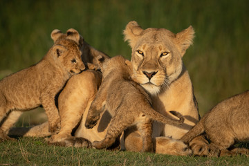 Close-up of lioness mobbed by four cubs