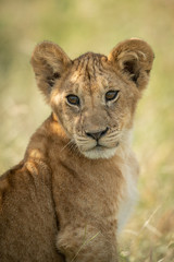 Close-up of lioness sitting in tall grass