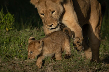 Close-up of lioness trying to trip cub