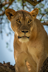 Close-up of lioness sitting staring in tree
