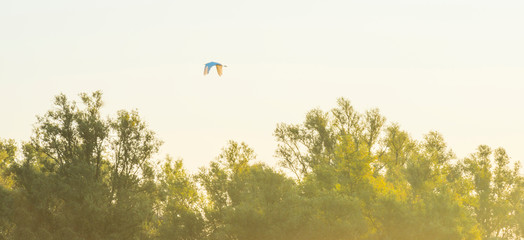 Bird flying in an yellow sky at sunrise in autumn