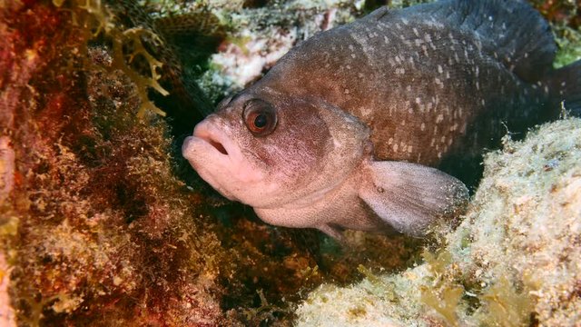 Close up of Soapfish in coral reef of the Caribbean Sea around Curacao