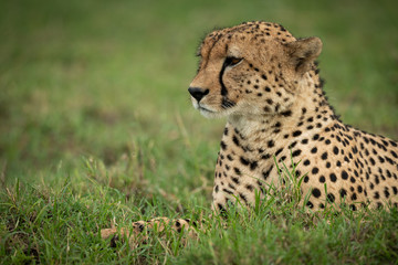 Close-up of male cheetah lying in grass