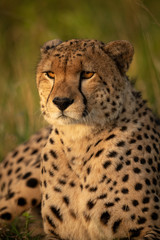Close-up of male cheetah lying in grassland