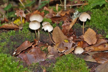 Champignons.