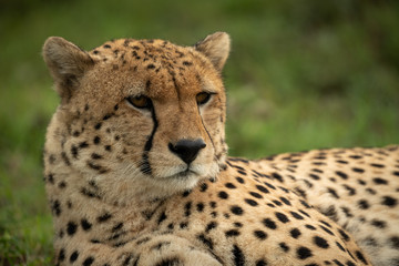 Close-up of male cheetah lying lifting head