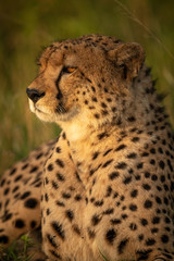 Close-up of male cheetah lying in savannah