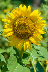 Yellow sunflower in the garden
