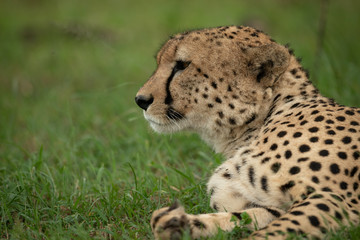 Close-up of male cheetah lying on grass