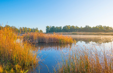 Reed along the edge of a lake in sunlight at sunrise in autumn