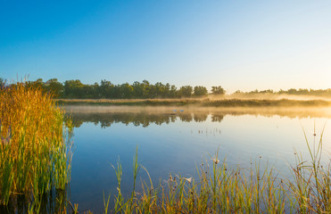 Fototapeta na wymiar Reed along the edge of a lake in sunlight at sunrise in autumn