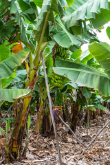 Banana plantation in the Canary Islands