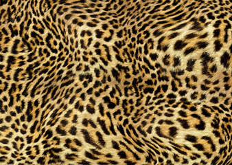 leopard skin texture