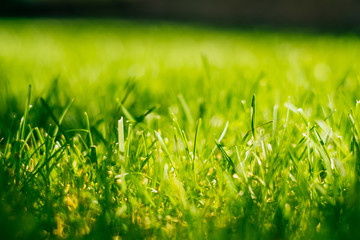 Green grass background