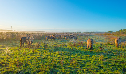 Horses in a field in wetland in sunlight at sunrise in autumn © Naj