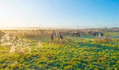 Horses in a field in wetland in sunlight at sunrise in autumn © Naj