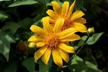 beauty yellow wild sunflowers in blooming at autumn, photo was taken in rural of vietnam