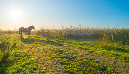 Horse in a field with reed in sunlight at sunrise in autumn © Naj