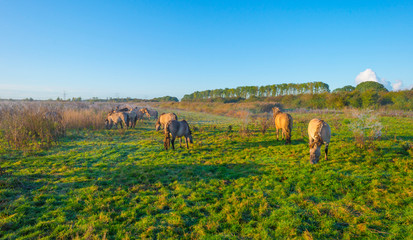 Horses in a field in wetland in sunlight at sunrise in autumn © Naj
