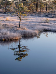 landscape with swamp lake, frosted swamp grass and pines, cold sunset morning, beautiful reflections in dark lake water, Niedraju-Pilkas swamp, Latvia