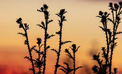 Plants in the field at sunset