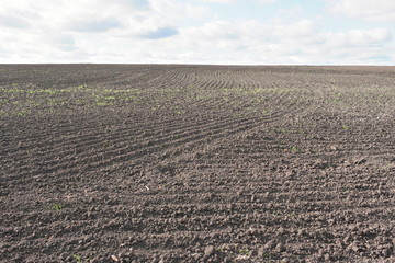 winter shoots on black soil Ukraine