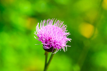 Senjogahara Marshland