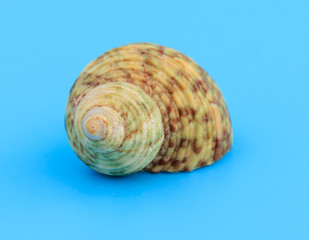 Sea shell isolated on a blue background