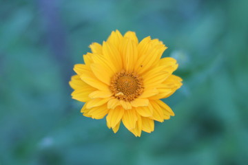 Obraz premium yellow flower on background of blue sky
