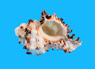 Sea shell isolated on a blue background
