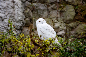 Snowy owl.  It is perfectly adapted to the peculiarities of lighting the tundra, where in winter...