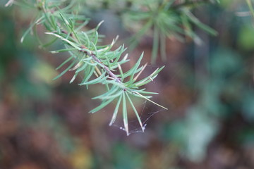 Fototapeta premium closeup of pine branch