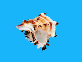 Sea shell isolated on a blue background