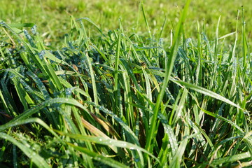 Gras with drops in a field,grass, green, nature, plant, field, lawn, fresh, spring, summer, meadow, rice, texture, leaf, natural, garden, agriculture, growth, farm, closeup, close-up, dew, herb,