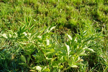 green grass in field