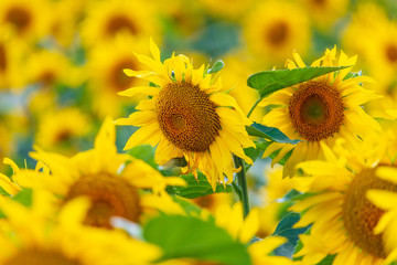 Sunflowers grow in the field