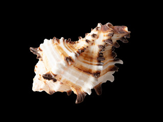 Sea shell isolated on a black background