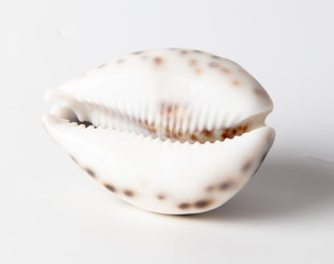 Sea shell isolated on a white background