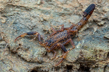 Marbled scorpion, Lychas variatus, hunting on a rock in the Daintree rainforest, Queensland, Australia