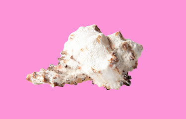 Sea shell isolated on a pink background