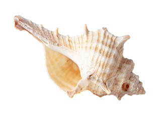 Sea shell isolated on a white background