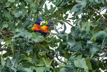 Parrots in a tree