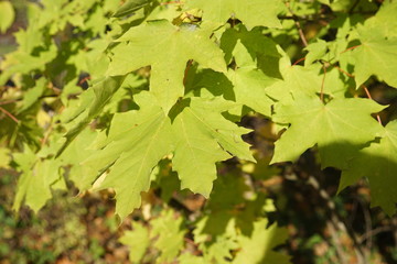 maple leaves on a background of blue sky,leaf, leaves, nature, maple, tree, autumn, green, fall, plant, yellow, forest, summer, foliage, branch, isolated, spring, season