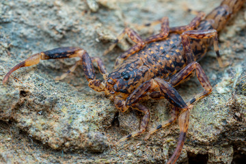 Marbled scorpion, Lychas variatus, hunting on a rock in the Daintree rainforest, Queensland, Australia
