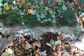 autumn leaves on ground and mushrooms,mushroom, forest, autumn, nature, fungus, mushrooms, fungi, moss, toadstool, food, brown, edible, boletus, macro, wood, plant, season