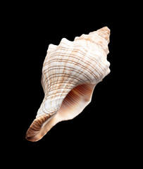 Sea shell isolated on a black background